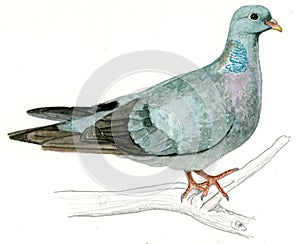 Stock Dove or Stock Pigeon (Columba oenas) photo