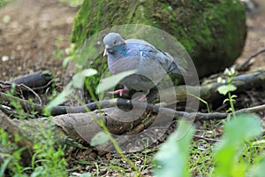 Stock dove