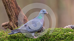 Stock dove