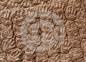 Stock of dry cow dung on the wall as fuel for cooking