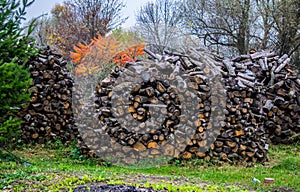 Stock of firewood for the winter