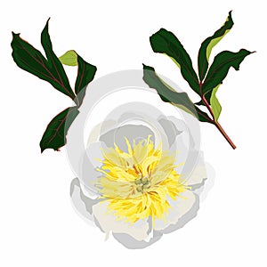 Stock flower illustration, White yellow peony on a white background. Realistic hand drawing of peony flowers.