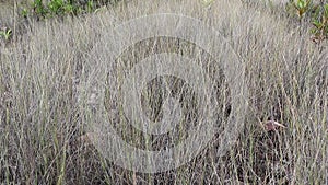 Stock footage: grass ficinia nodosa, knotted club-rush or knobby clubrush.