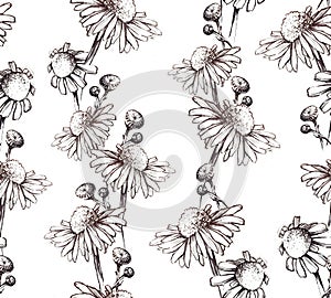 Stock illustration. seamless pattern isolated on white background camomile flowers. hand drawing medicinal herbs camomile vintage