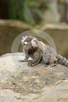 Stock image of The Black Tufted-Eared Marmoset