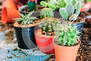 Stock image of cactus