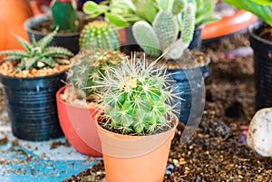Stock image of cactus