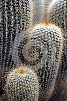 Stock image of Cactus