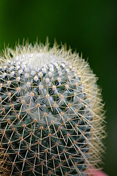 Stock image of Cactus