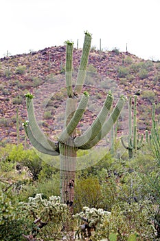 Stock image of cactus at the Saguaro National Park, USA