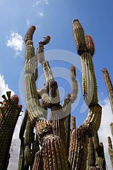 Stock image of cactus at the Saguaro National Park, USA