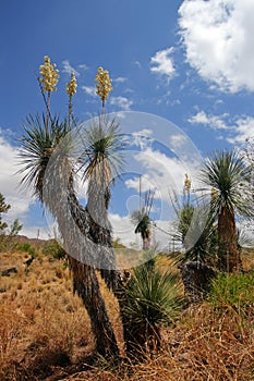 Stock image of cactus at the Saguaro National Park, USA