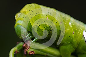 an up-close view of a large green Oruga insect perched on a bed of lush green foliage photo