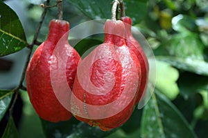 Stock image of Croydon Plantation, Jamaica