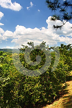 Stock image of Croydon Plantation, Jamaica