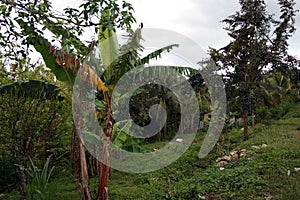 Stock image of Croydon Plantation, Jamaica