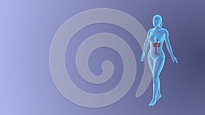 Visualizing the Female Urinary System while walking pose