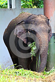 Stock image of an elephant