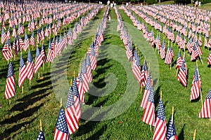 Stock image of Field of American Flags