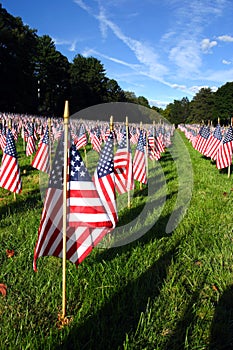 Stock image of Field of American Flags