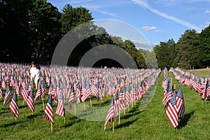 Stock image of Field of American Flags