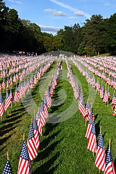 Stock image of Field of American Flags