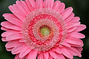 Stock image of flower fields at Camron Highland, Malaysia