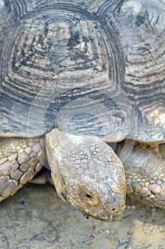 Stock image of Giant Tortoise