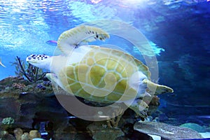 Stock image of Green Sea Turtle swimming