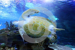 Stock image of Green Sea Turtle swimming