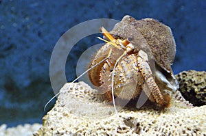 Stock image of Hermit crab (Dardanus Calidus)