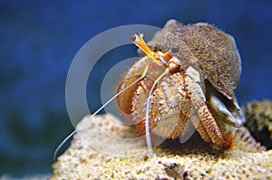 Stock image of Hermit crab (Dardanus Calidus)