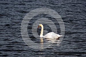 Stock image of Lake with a white swan