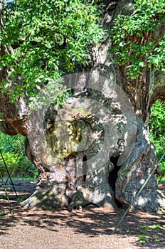 Stock image of Major Oak, Sherwood Forest, Nottinghamshire