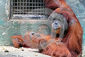 Stock image of a orangutan