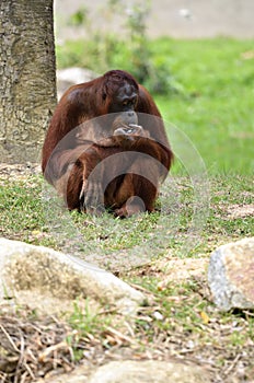 Stock image of a Orangutan