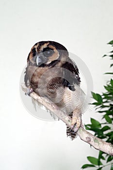 Stock image of Owl