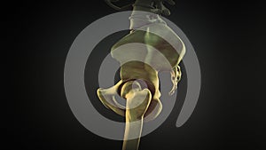 The hip bone or coxal bone