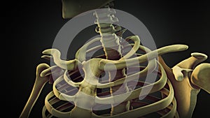 Shoulder bone anatomy of human skeleton