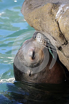 Stock image of sea lion