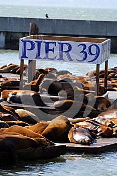 Stock image of Sea lions at Pier 39, San Francisco, USA