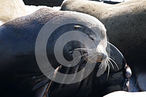 Stock image of Sea lions at Pier 39, San Francisco, USA