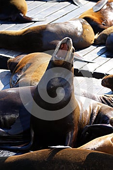 Stock image of Sea lions at Pier 39, San Francisco, USA