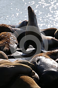 Stock image of Sea lions at Pier 39, San Francisco, USA