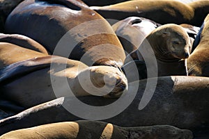 Stock image of Sea lions at Pier 39, San Francisco, USA