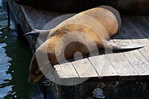 Stock image of Sea lions at Pier 39, San Francisco, USA