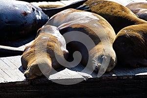 Stock image of Sea lions at Pier 39, San Francisco, USA