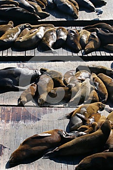 Stock image of Sea lions at Pier 39, San Francisco, USA