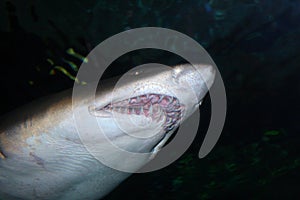 Stock image of a Tiger Shark (Galeocerdo cuvier)