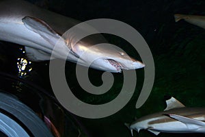 Stock image of Tiger Shark (Galeocerdo cuvier)